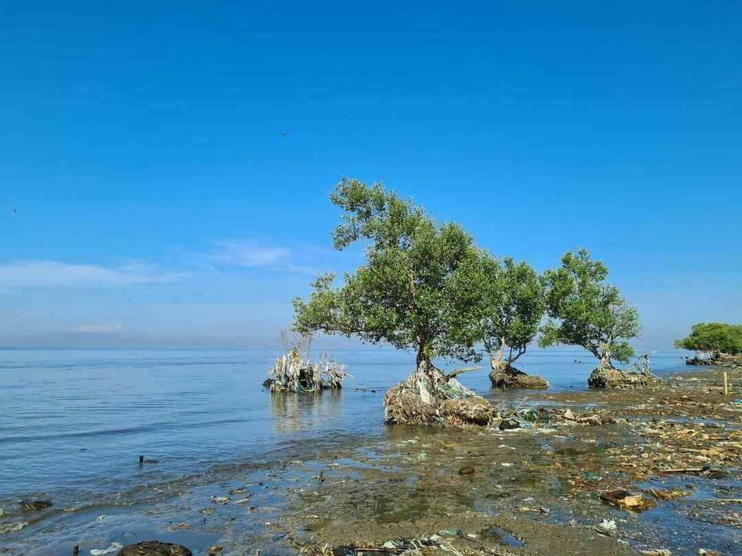 Dieses Bild zeigt einige Mangroven, die entlang der Küste wachsen.  De Jesus hat es auf seinem Instagram-Account veröffentlicht.