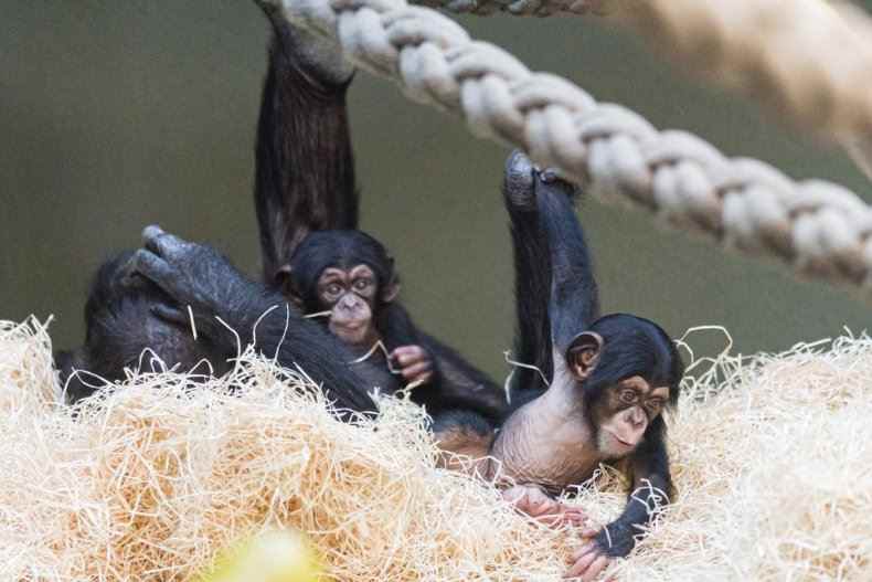 Tante Schimpanse 