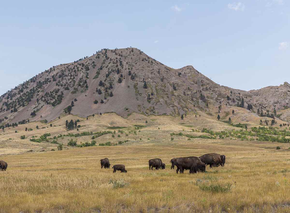 Bear Butte South Dakota mit Bison