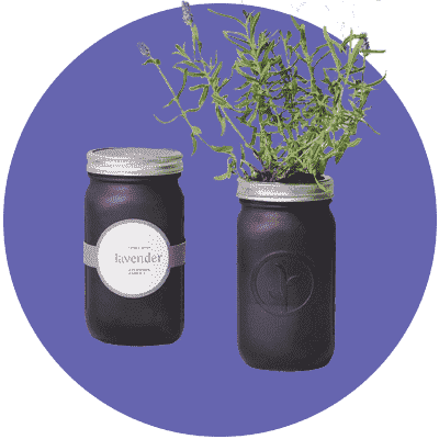Modernes Sprout Lavender Garden Jar