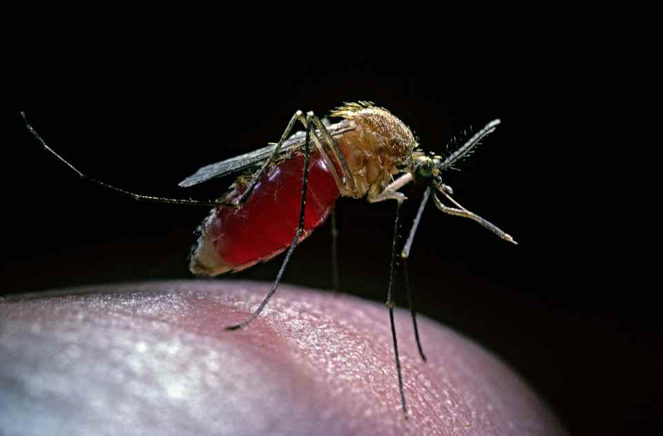 Mücken können jetzt in mehr Jahreszeiten überleben und sich fast überall vermehren