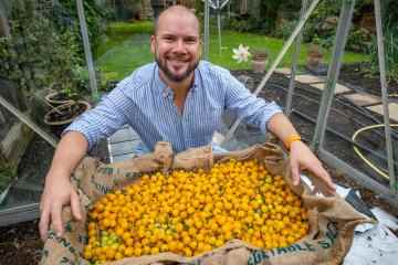 Der britische Gärtner bricht seinen eigenen Weltrekord, indem er 1.269 Tomaten an einem einzigen Stiel anbaut