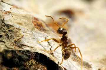 Reinigungsfächer zeigen eine sehr günstige Möglichkeit, Ameisen loszuwerden – und es kostet 1 £ 