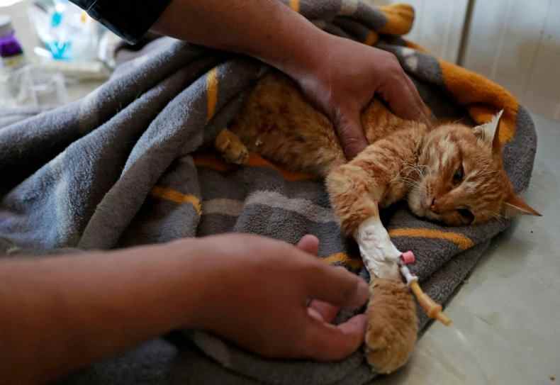 Eine Katze in tierärztlicher Behandlung