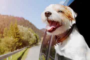 Autofahrer riskieren 5.000 Pfund Strafe, wenn sie ihren Hund den Kopf aus dem Fenster stecken lassen