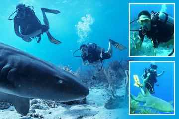 William & Kate gehen mit SHARKS in unglaublichen Schnappschüssen auf Karibik-Tour tauchen