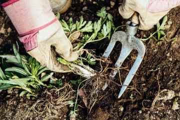 Ich bin ein Gartenexperte – die 29p-Lösung, die all Ihr lästiges Unkraut vernichtet