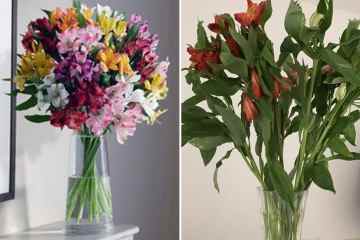 Muttertag „ruiniert“ durch tote und faule Blumen von M&S, Tesco, Sainsbury's 
