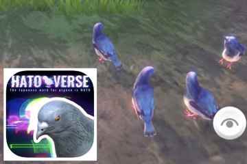 Im „Tauben-Metaversum“, wo du als Vogel lebst und „mit Fremden gurrst“