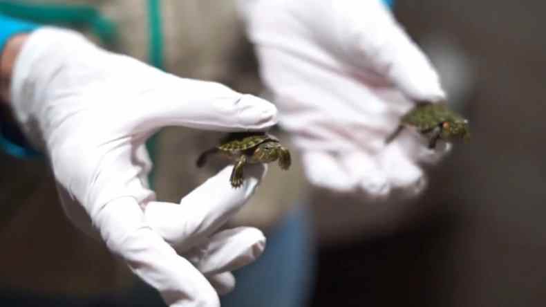 Schildkröten in Kolumbien beschlagnahmt