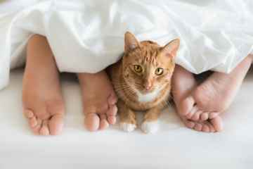 Katzenbesitzer gelten als besser aussehend und haben mehr Sex, behaupten Forschungsergebnisse