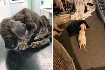Abscheulicher Hundezüchter, 37, verhungerte Welpen und sperrte sie in eine versteckte Kiste