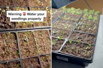 Ich bin ein Gartenexperte – wie Sie Ihre Pflanzen gießen und Schimmelbildung verhindern