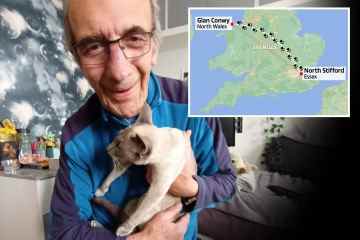 Katze in Garage gefunden, 300 Meilen von zu Hause entfernt, nachdem sie vor 10 Tagen verschwunden war