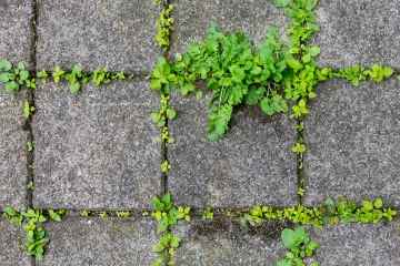 Ich bin ein Gartenexperte – mein 2-Euro-Trick vernichtet Unkraut auf der Terrasse und stoppt seine Rückkehr