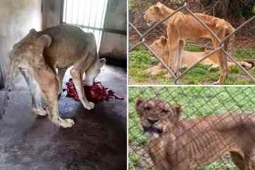 Horrorbilder zeigen verhungernde Löwen wie wandelnde Skelette im schlimmsten Zoo der Welt