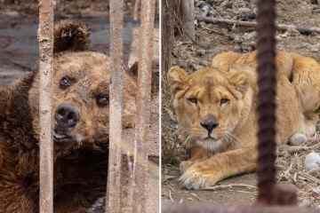 Im „traurigsten Zoo der Welt“ mit einem elenden blinden Bären, der 30 Jahre lang in einem Käfig eingesperrt war