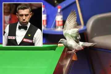 Brazen Pigeon stoppt das Spiel bei World Snooker Champs, als es auf TABLE landet