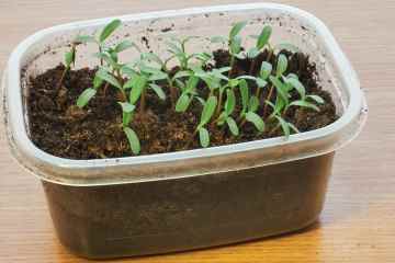 Ein billiger Trick mit einem Behälter zum Mitnehmen kann Ihnen helfen, mit dem Pflanzenanbau zu beginnen