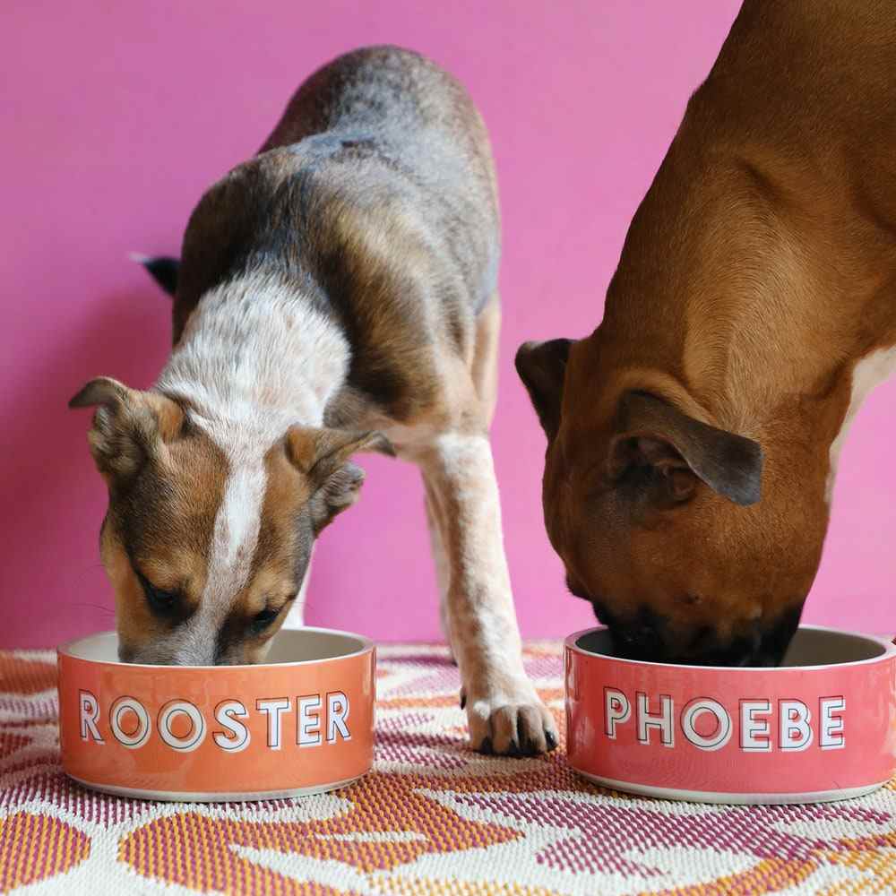 Zwei Hunde fressen aus zwei individuell gestalteten Namensnäpfen, einer mit der Aufschrift Rooster und der andere mit Phoebe, vor rosa Hintergrund