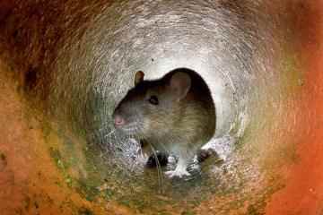 Riesige Ratten, die 3 Tage lang Wasser treten können, schleichen sich durch das Klo in die Häuser