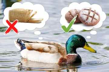 Enten müssen mit Vollkorn- oder Körnerbrot und NICHT mit Weiß gefüttert werden, sagt der Rat
