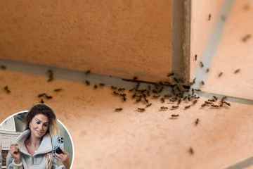 Mrs Hinch-Fans teilen einen 70-Pence-Hack, der Ameisenschwärme aus Ihrem Zuhause verbannt