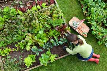 Ich bin ein Gartenprofi – wie du mit Resten Ungeziefer aus deinem Garten fernhältst