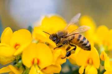 50 % der Briten würden das Mähen des Rasens auslassen, um das Gedeihen der Bienen zu unterstützen 