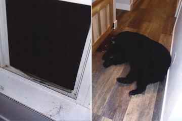 Schrecklicher Moment: Bär bricht in Haus ein und greift Paar an, während Kinder schlafen