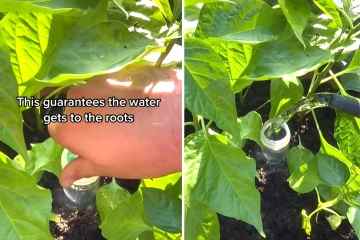 Ich bin Gärtner – warum ein DIY-Werkzeug der beste faule Tipp ist, um Pflanzen einfach zu gießen