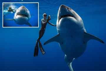 „Größter Weißer Hai aller Zeiten“ mit einem Gewicht von 2,5 Tonnen auf der Jagd in atemberaubenden Bildern