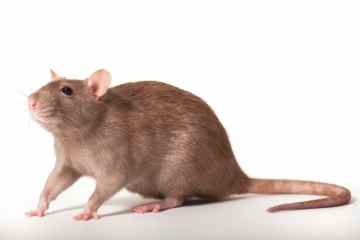 Von Ratten, die Zähne knirschen, bis hin zu Hunden, die Kot fressen – Ihre Haustierfragen werden beantwortet