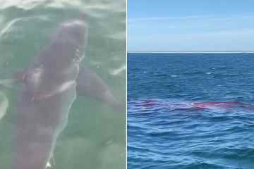 Horrorbilder von 15 Fuß Hai und blutigem Wasser, während Experten warnen, wann man Wasser meiden sollte