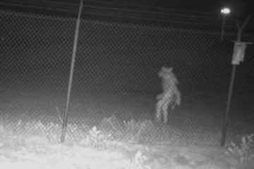 Ein erschreckendes Bild zeigt eine seltsame, nicht identifizierte Kreatur, die durch den Zoo streift