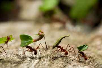 Ich bin ein Gartenprofi - werde Ameisen billig los, indem du Dinge verwendest, die du bereits hast