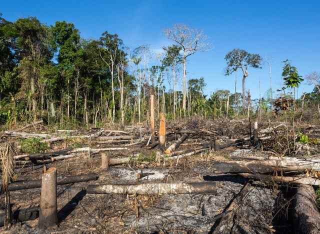 Der Amazonas-Regenwald in Brasilien ist von Abholzung betroffen