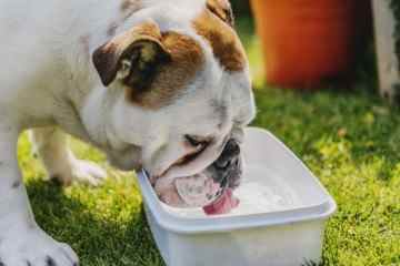 Ich bin ein Hundeexperte – Besitzer müssen meine 5 Tipps befolgen, um ihre Haustiere bei Hitzewellen kühl zu halten