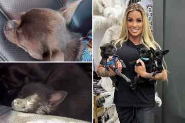 Katie Price enthüllt den FÜNFTEN Hund nach einer Petition, ihr den Besitz von Tieren zu verbieten