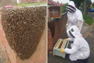 Schrecken, als ein Schwarm von 15.000 Bienen eine Wohnstraße füllt und in 15 Minuten eine Mauer bedeckt