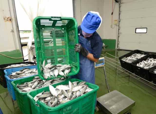 Arbeiter sortieren Fische in Körben