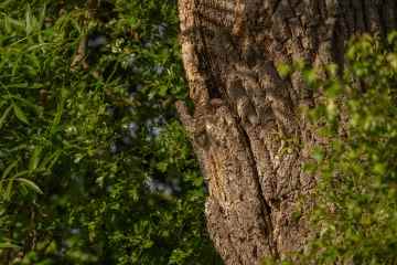 Kannst du die drei Eulen entdecken, die sich gut sichtbar in einem Baum verstecken?