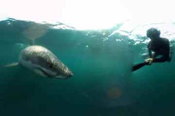 Gruseliger Moment 17 Fuß großer Weißer Hai taucht vor Taucher auf