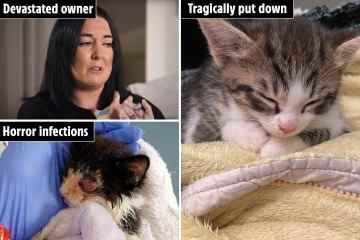 Cruel breeders flog sick kittens that die in DAYS in 'wild west' online auctions