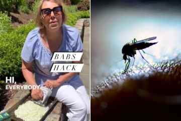 Ich bin ein Haushaltsexperte – wie man Mücken mit einem Haushaltsgegenstand im Wert von 1,27 $ abwehrt 
