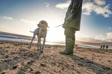 Die Regeln für die Mitnahme Ihres Hundes an den Strand – und wie Sie ein Bußgeld vermeiden