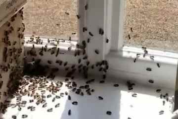 Chaos auf der Polizeiwache, als das Gebäude von TAUSENDEN Bienen überfallen wird