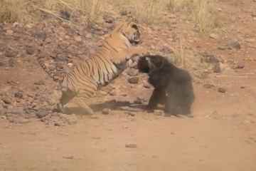 In diesem Moment gerät Mama Faultierbär in einen wilden Kampf mit TIGER, der ihr Junges verteidigt