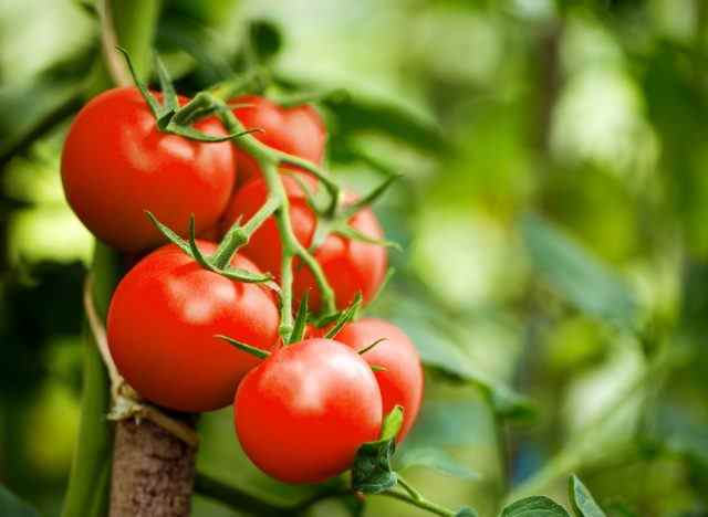 Tomaten wachsen am Weinstock
