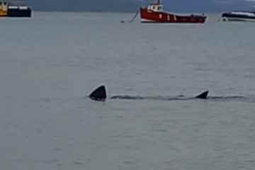 Schock, als ein riesiger 12-Fuß-Hai direkt vor einem beliebten britischen Strand gesichtet wurde